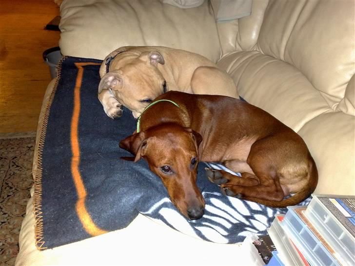 Gravhund Lui - Lui putter ned UniQue billede 18