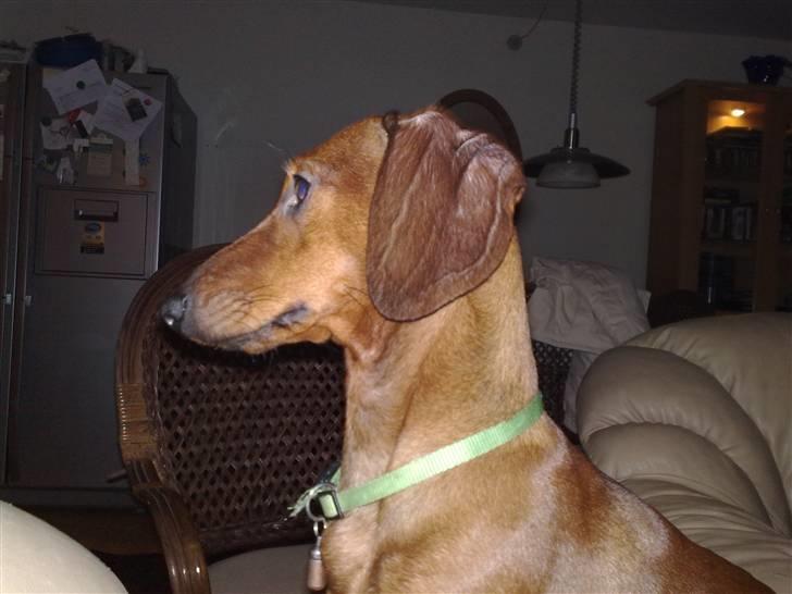 Gravhund Lui - ER jeg ikke bare FLOT billede 19