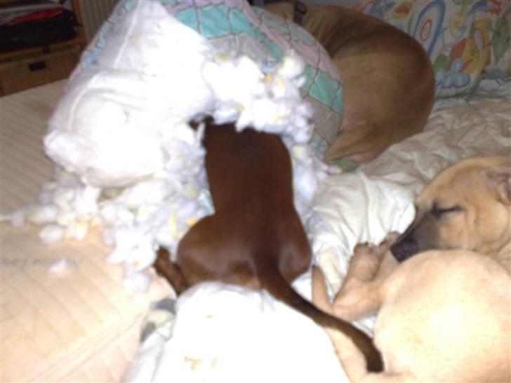 Gravhund Lui - Syntes lige jeg skulle se HVAD fars pude indeholdt billede 20