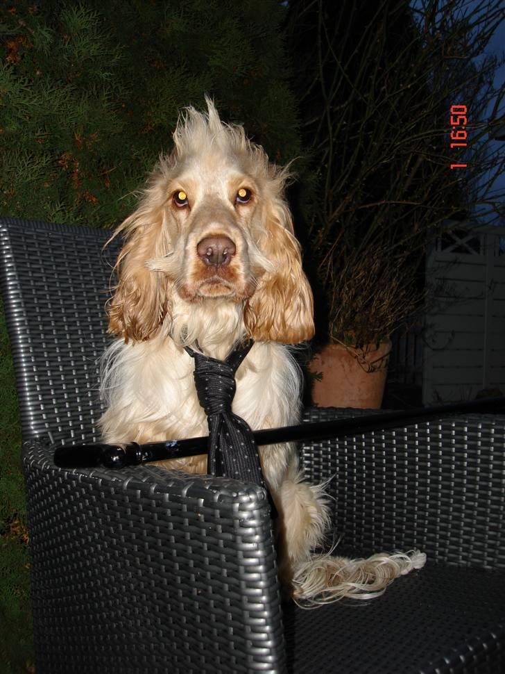 Cocker spaniel Aslan billede 15