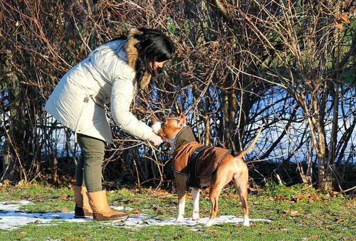Amerikansk staffordshire terrier *SHADIE* billede 8