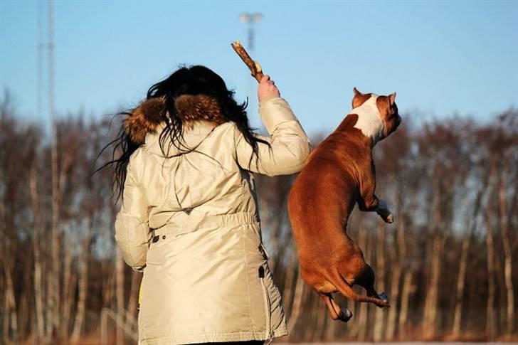 Amerikansk staffordshire terrier *SHADIE* billede 9