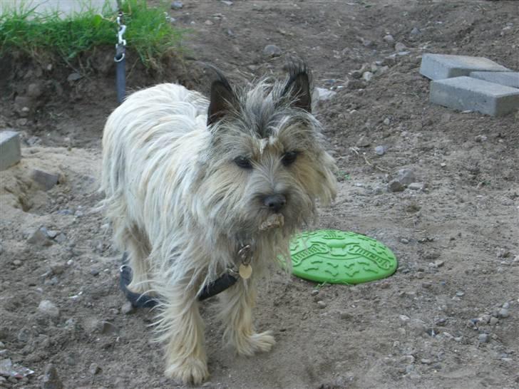 Cairn terrier Magnus - Jeg slipper nok ikk for et bad når jeg er færdig med at lege med jord... billede 2