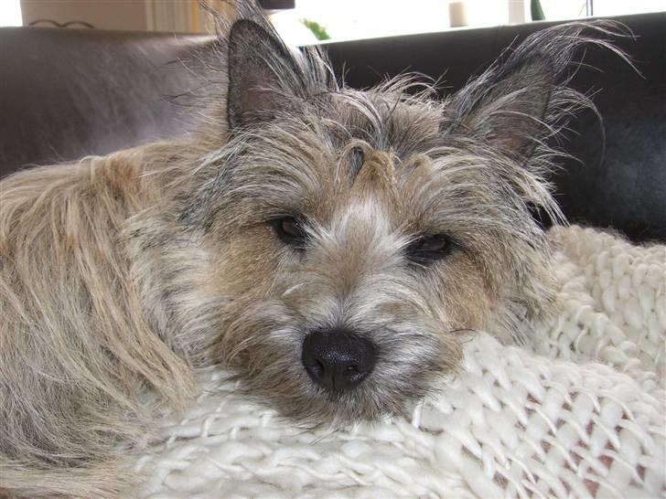 Cairn terrier Magnus - Jeg er lidt af en puttetrold :) billede 3