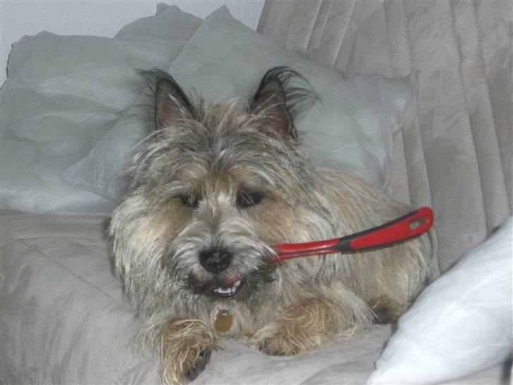 Cairn terrier Magnus - Hehe mor har ikk set jeg har taget den. billede 4