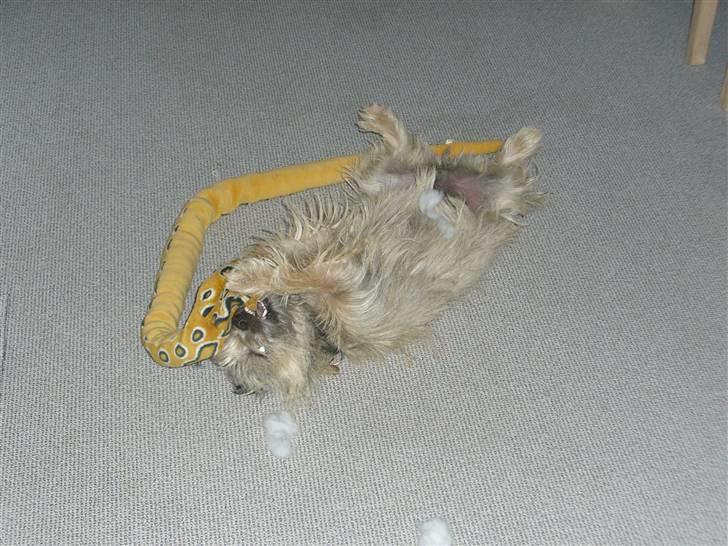 Cairn terrier Magnus - Min dejlige slangebamse. billede 5