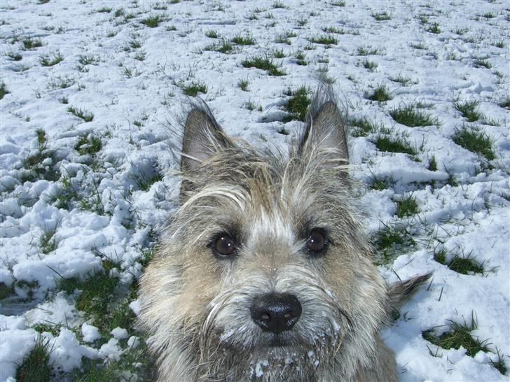 Cairn terrier Magnus - Hallo er du der? billede 6