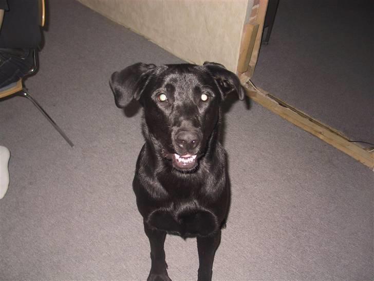 Labrador retriever Tyson billede 1