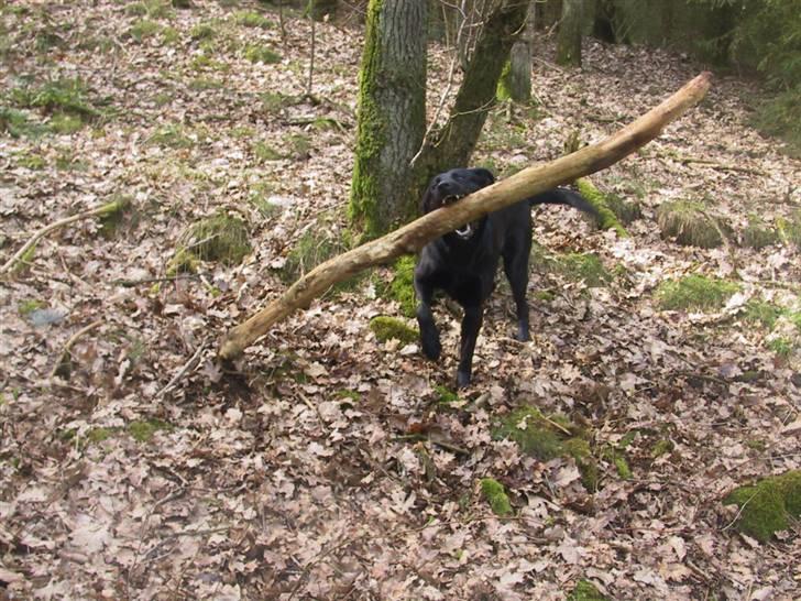 Labrador retriever Tyson billede 2