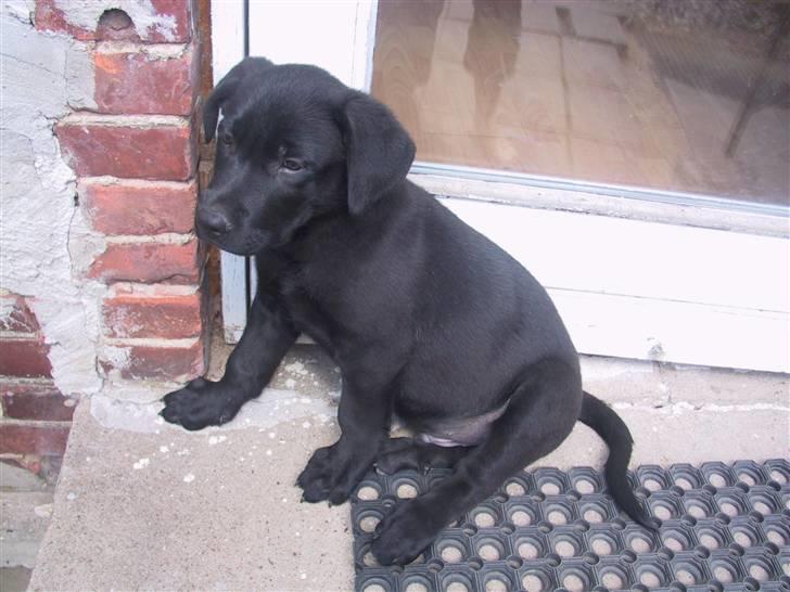 Labrador retriever Tyson billede 3