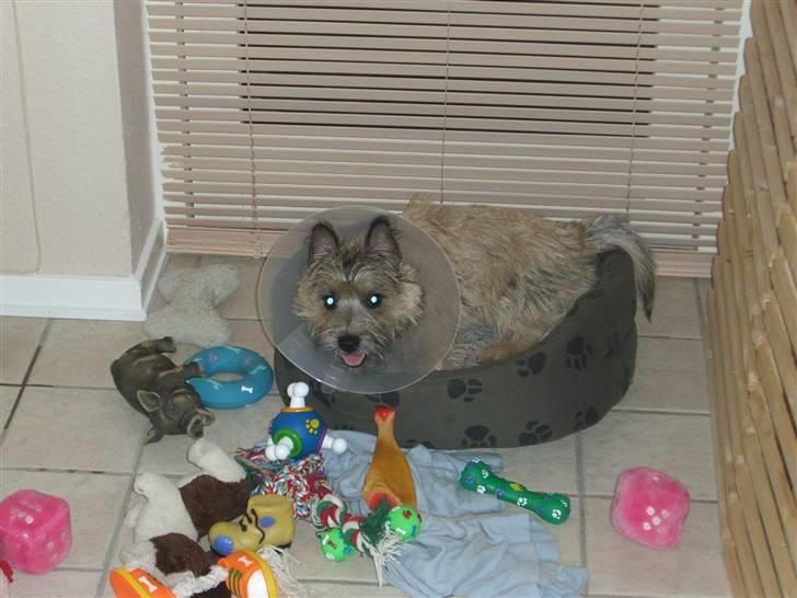 Cairn terrier Magnus - Så blev der plads til mig... billede 7