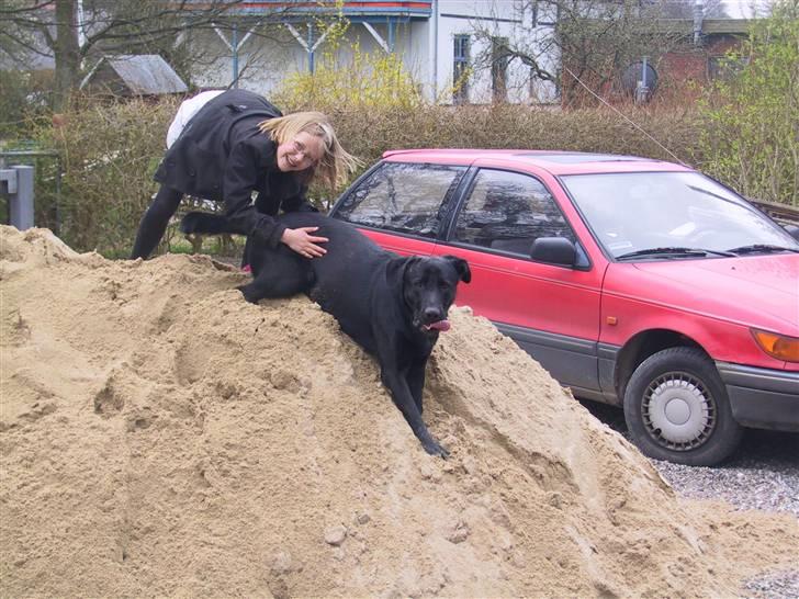 Labrador retriever Tyson billede 4