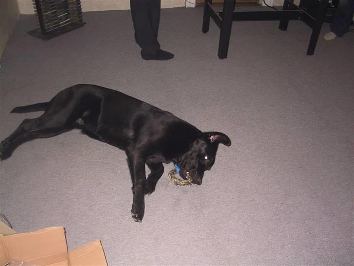 Labrador retriever Tyson billede 5