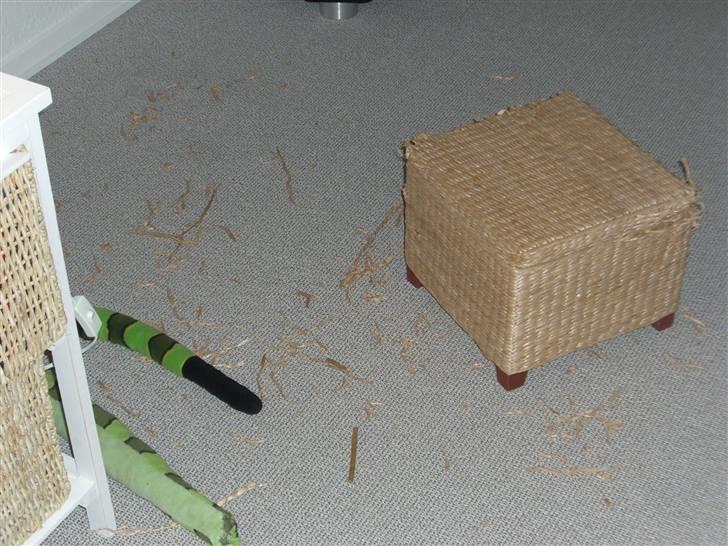 Cairn terrier Magnus - Sådan så der ud efter jeg havde været alene hjemme. mor blev ikke glad :( billede 8