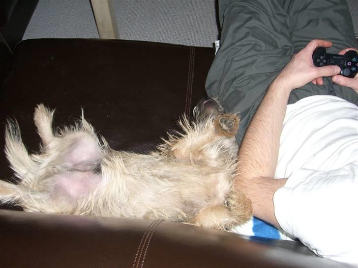 Cairn terrier Magnus - Det er kedeligt at se på far spiller. billede 9