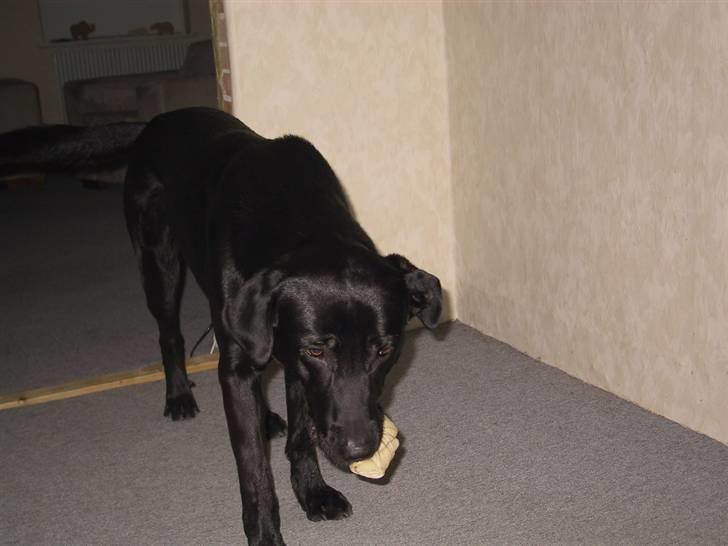 Labrador retriever Tyson billede 7