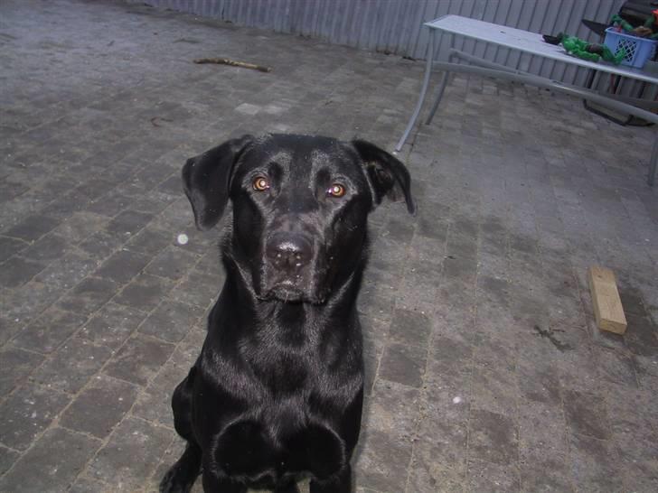 Labrador retriever Tyson billede 8