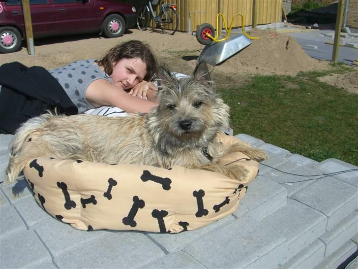 Cairn terrier Magnus - Dejligt bare at slappe af imens de andre ligger fliser... billede 10