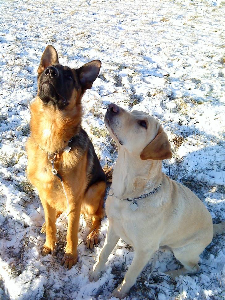 Schæferhund Bøgenakkegårdens Bobo * - De dejlige Drenge (:  billede 13