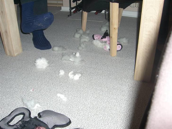 Cairn terrier Magnus - Ja sådan ser der så ud når jeg har leget med bamser der blev mor heller ikke glad... billede 12