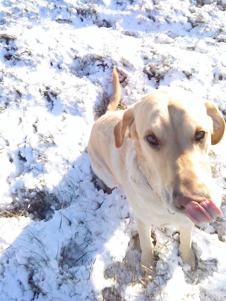 Labrador retriever Caesar - Hihi , øhm ? (: billede 11