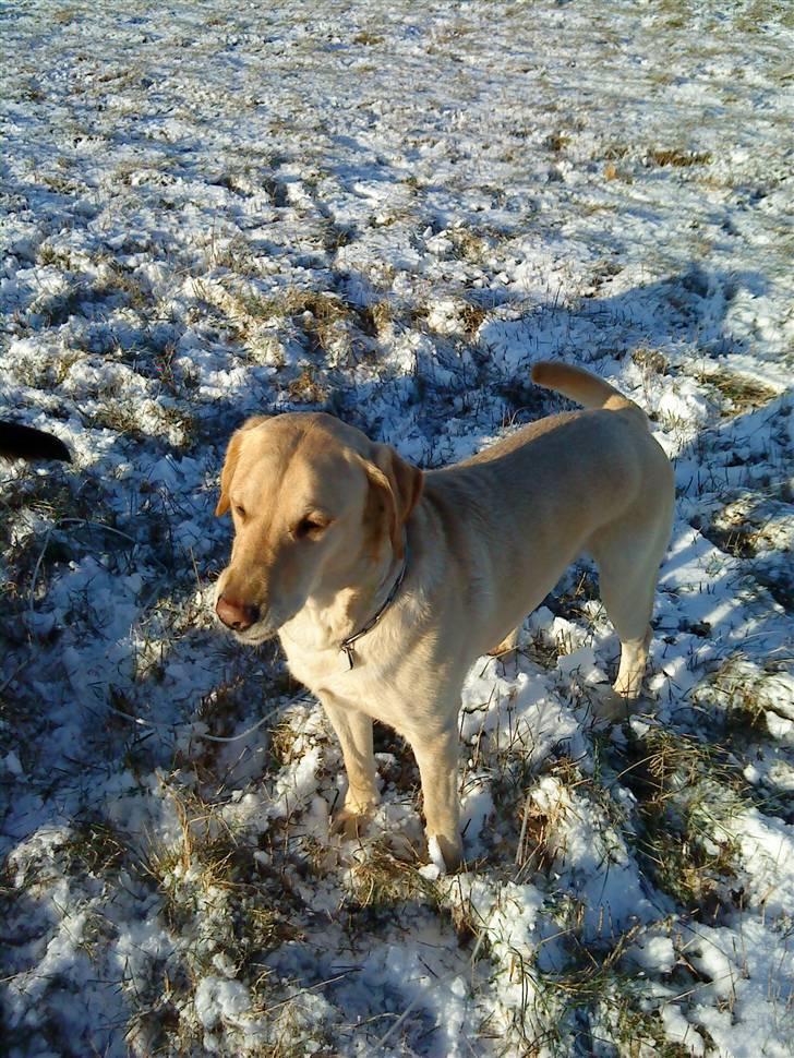 Labrador retriever Caesar - Så køøn , Elsker diig (: billede 12