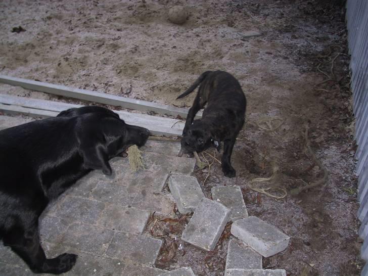 Amerikansk bulldog Aslan billede 7