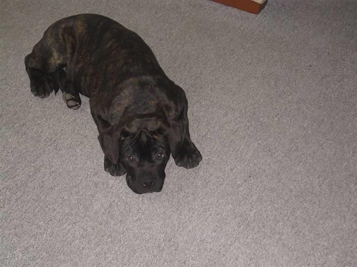 Amerikansk bulldog Aslan billede 8