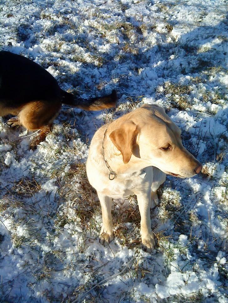 Labrador retriever Caesar billede 13