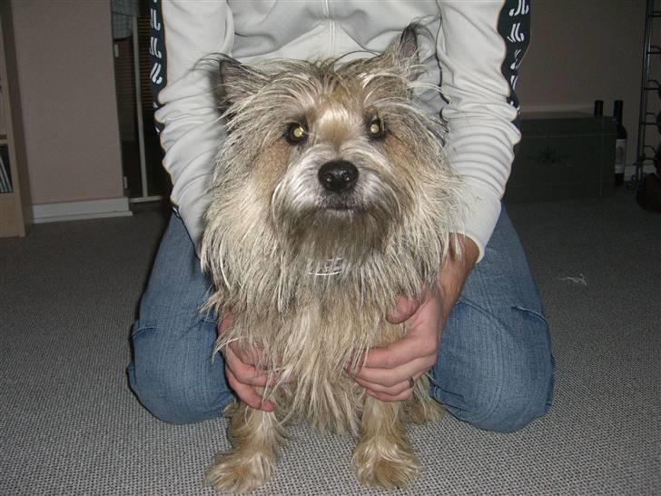 Cairn terrier Magnus - Sådan så jeg så ud en time før jeg skulle klippes alt for langhåret... billede 13