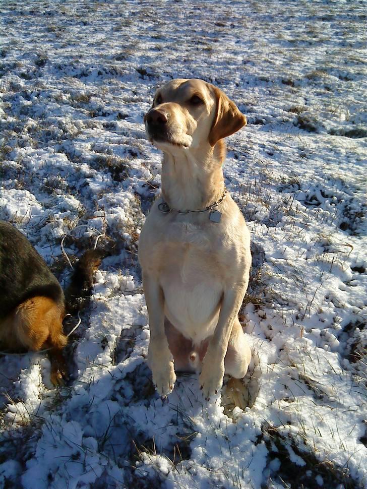 Labrador retriever Caesar - Hehe så sød når du skal vinke , (: du har bare ikk benene helt oppe endnu (: billede 14