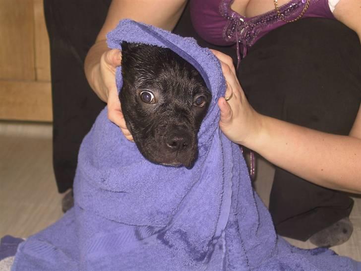 Amerikansk bulldog Aslan billede 9