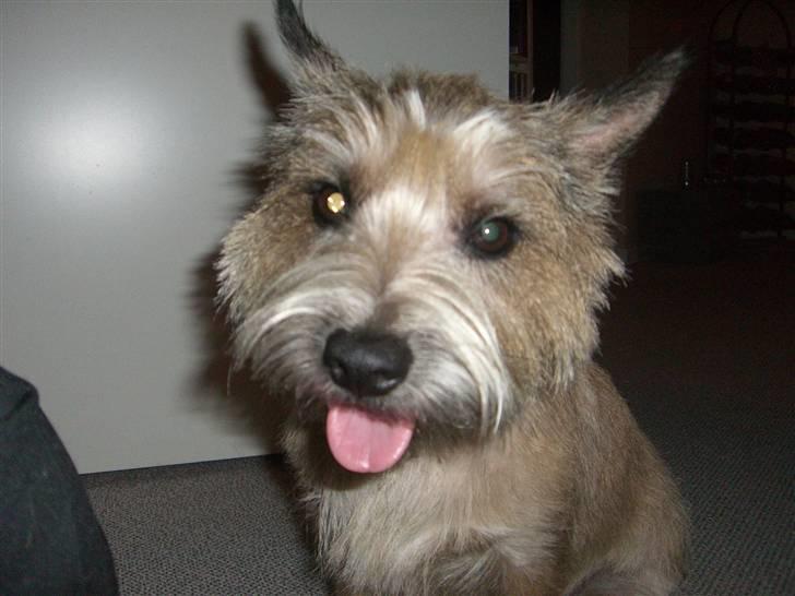Cairn terrier Magnus - Det er så efter jeg er blevet klippet... Det har da pyntet :) billede 14