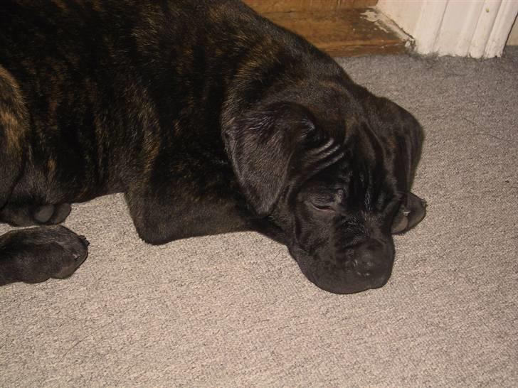 Amerikansk bulldog Aslan billede 10