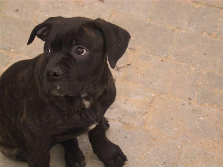 Amerikansk bulldog Aslan billede 11