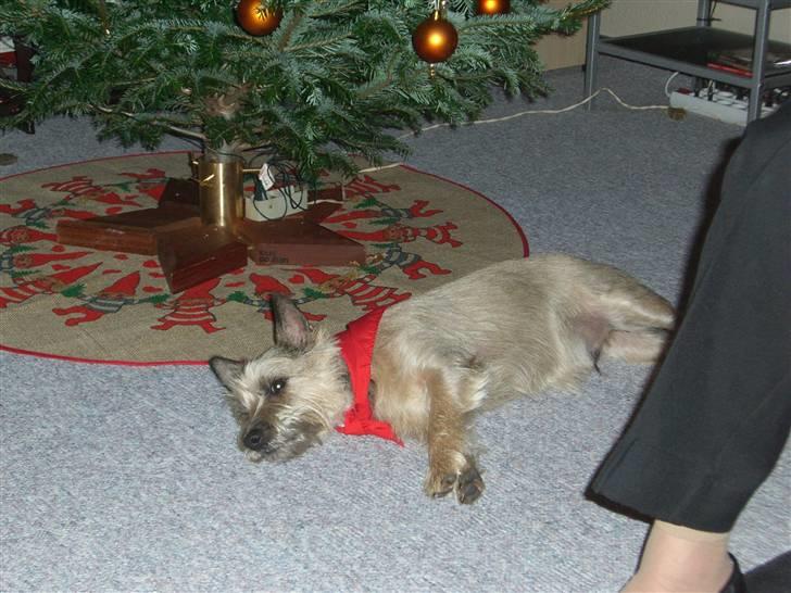 Cairn terrier Magnus - Alt den julemad og julegaver gør godt nok en træt... billede 15