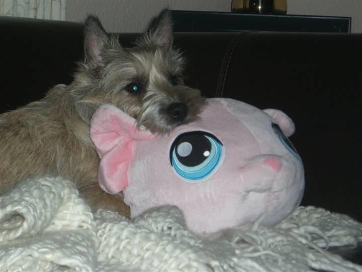 Cairn terrier Magnus - Min nye kæmpe bamse... billede 16