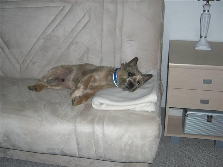 Cairn terrier Magnus - Ja så tror jeg lige jeg tager en lur mere... billede 17