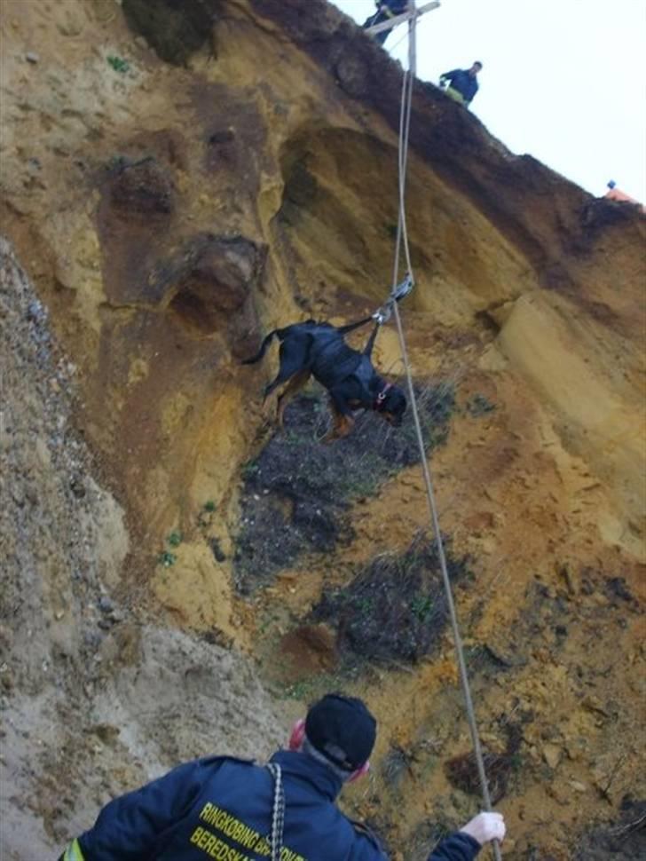 Rottweiler Kita billede 19