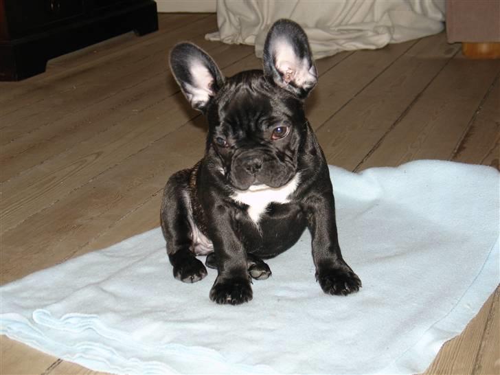 Fransk bulldog Viffer - Det er fra den 11 nov. Så ret gammelt billede 1