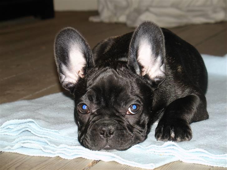 Fransk bulldog Viffer - Det er fra den 11 nov. Så ret gammelt. Nye billeder på vej. billede 2