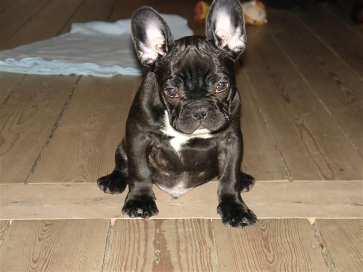 Fransk bulldog Viffer - Det er fra den 11 nov. Så ret gammelt. Nye billeder på vej. billede 3