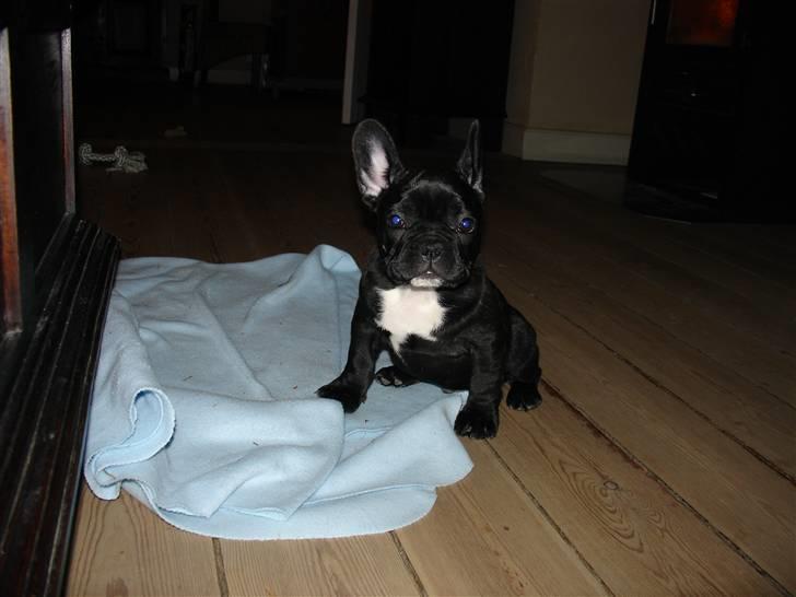 Fransk bulldog Viffer - Det er fra den 11 nov. Så ret gammelt. Nye billeder på vej. billede 4