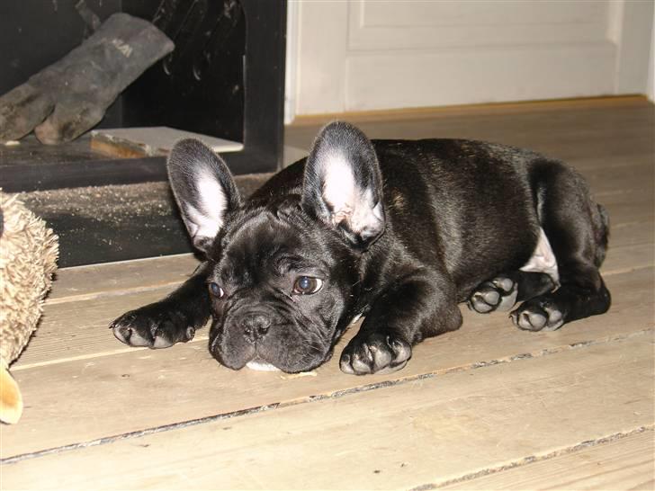 Fransk bulldog Viffer - Det er fra den 11 nov. Så ret gammelt. Nye billeder på vej. billede 5