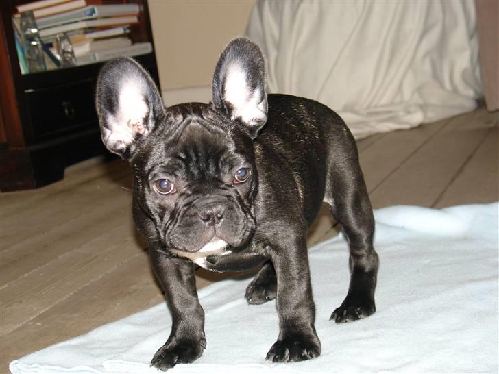 Fransk bulldog Viffer - Det er fra den 11 nov. Så ret gammelt. Nye billeder på vej. billede 6