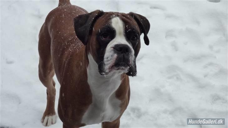 Boxer Lucas billede 4