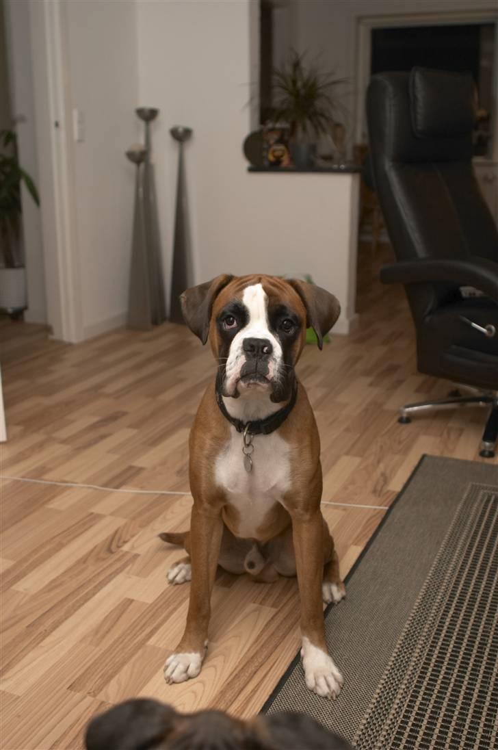 Boxer Lucas billede 5