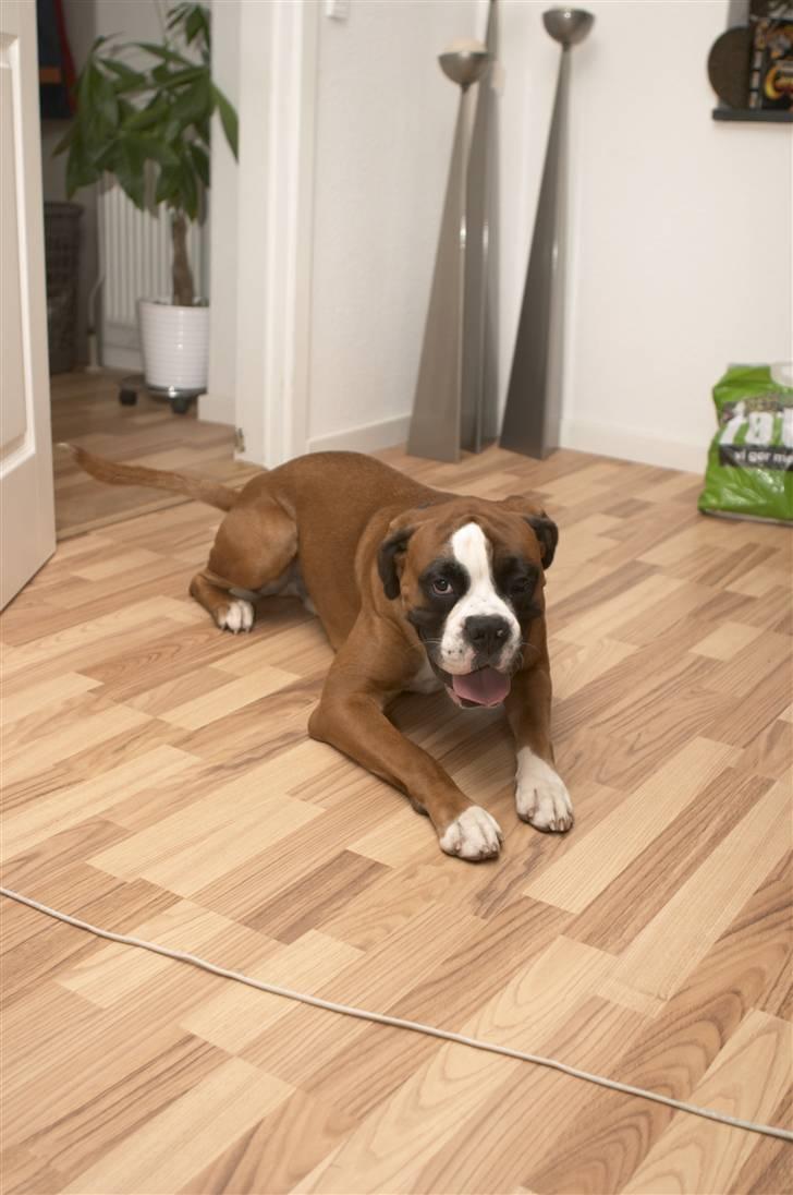 Boxer Lucas billede 6