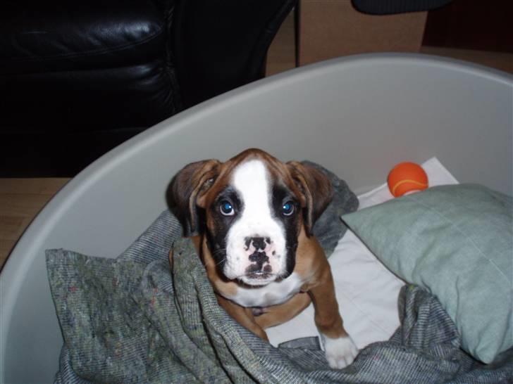 Boxer Lucas - Her er jeg som meget lille dreng billede 7