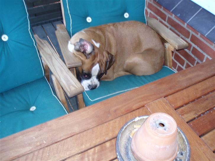 Boxer Lucas - Ingen har vist opdaget mig endnu. billede 8